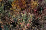 Providence by Harry Callahan, 1962, Früher Dye-Transfer-Abzug, sold May 2014