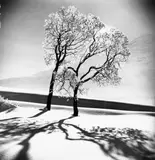Trees in Snow, St. Moritz, Switzerland by Alfred Eisenstaedt, 1947, Silbergelatineabzug, 1980er Jahre, sold Nov 2013