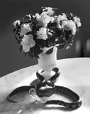 Snake & Mouse, New York. 1960er–Jahre by André Kertész, Silbergelatineabzug, späte 1970er–Jahre, sold Oct 2018