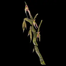 Pink Lady Slipper Branch by Debora Moore, sold May 2018