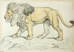 Ernest Henri Griset, Study of a lion on rocky ground, charcoal and wash