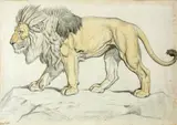 Ernest Henri Griset, Study of a lion on rocky ground, charcoal and wash