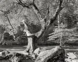 Morning, Merced River Canyon, Yosemite National Park, California by Ansel Adams, 1950, Silbergelatineabzug von Ted Orland, 1972–1974, sold Jun 2010
