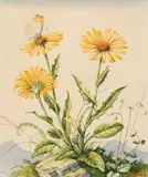 Meadow Flowers with a Butterfly by Alfred Bareis, watercolour on paper; framed, sold Oct 2026