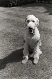 Pirate, the Johnston family's dog, pictured at their Great Tew estate, Banbury, Oxfordshire by Elliott Erwitt, 2010, Silbergelatineabzug, sold May 2013