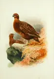 Studies of grouse by George James Rankin, watercolour (a pair), sold Feb 2015