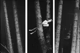 Unfall“, aus der Serie „Wald by Anna & Bernhard Johannes Blume, 1991, Photoarbeit, 3 Silbergelatineabzüge, 2000, sold Nov 2008