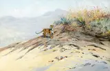 Leopard on a plain by George Edward Lodge, gouache,, sold Feb 2015