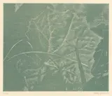 Die Kunst liegt in der Natur. Wer sie herausreissen kann, der hat sie by Franz Gertsch, 1994, Orig.-Kartonbox mit Farbholzschnitt auf Japanbütten u. Katalog mit Farbholzschnitt auf einem Doppelbogen Japanbütten, sold Nov 2019