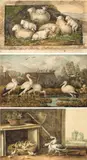 Johann Heinrich Wilhelm Tischbein, Schafe (Studie zum Oldenburger ,Idyllen-Zyklus‘)“ / „Störche in norddeutscher Landschaft“ / „Ganterich Zarthold und Gans mit Nachwuchs