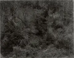 Aix-en-Provence, France by Harry Callahan, 1957, Vintage oder früher Silbergelatineabzug, sold Mar 2026