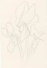 Alpenveilchen by Johannes Itten, 1935, Bleistift auf dünnem Papier, sold Jun 2019