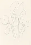 Alpenveilchen by Johannes Itten, 1935, Bleistift auf dünnem Papier, sold Jun 2019