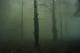 Wörlitzer Park by Sibylle Bergemann, 1989, C-Print, 1998. Fujichrome-Papier, sold May 2017