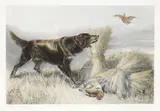 A setter and two grouse by John Cother Webb, offered Jan 2015