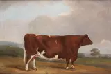 Suffolk Steer by English School, oil on canvas, sold Jan 2015