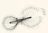 Crash: 34 Adler, 55 Adler, 5 Adler by Jorinde Voigt, 2006, Tuschfeder und Bleistift auf Papier, auf Karton montiert, sold Dec 2012