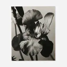 Iris by Man Ray, 1926, vintage gelatin silver print, sold Jun 2023