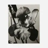 Iris by Man Ray, 1926, vintage gelatin silver print, sold Jun 2023