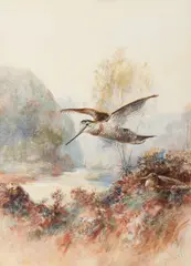 Woodcock by William E Powell, watercolour, offered Nov 2014