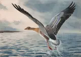 Pink-footed goose taking flight by John Cyril Harrison, watercolour, sold Nov 2014