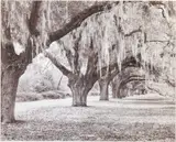 Moss Draped Oaks by Julia Cart, Giclee Photograph, sold Oct 2025