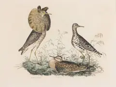 Ruff by Prideaux John Selby, Engraving, offered Jun 2025