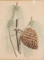 Pinus Sabiniana by William Richardson, Lithograph, offered Jun 2025