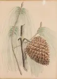Pinus Sabiniana by William Richardson, Lithograph, offered Jun 2025