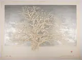 Titled Winter Tree, edition 29/99 by Joichi Hoshi, Pencil, sold Mar 2026