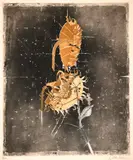 Titled Tournesol (Sunflower), edition 32/80 by Brigitte Coudrain, Pencil, sold Mar 2026