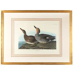 Gadwall Duck, Plate CCCXLVII.Facsimile color by John James Audubon, lithograph from the Amsterdam, offered Sep 2026