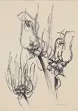 Top Onions by Edna Lawrence, Ink and graphite on paper, offered Apr 2026