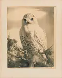 Owl by Stow Wengenroth, Lithograph on paper, offered Mar 2026