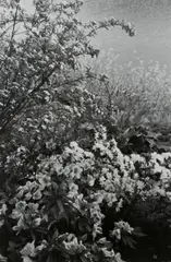 Tokyo by Lee Friedlander, silver gelatin print, sold Mar 2019