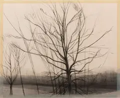 Pin Oak by Sylvia Plimack Mangold, 1986, Etching, offered Aug 2021