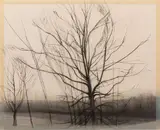 Pin Oak by Sylvia Plimack Mangold, 1986, Etching, offered Aug 2021