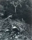 North Wall, Point Lobos by Edward Weston, 1946, Gelatin silver print, offered Feb 2021