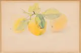 Lemons by Henrietta Waring, 1976, Watercolor, sold Jun 2025