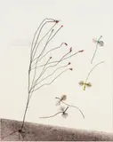 From Garden Series by David Lebe, Mixed Media Photography, sold Feb 2025