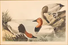 Canvas Backed Duck, Havel Edition, Canvas backed duck (Pl. CCCI), from The Birds of America by John James Audubon, c. 1836, Engraving with aquatint with hand-coloring, sold Oct 2024