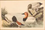 Canvas Backed Duck, Havel Edition, Canvas backed duck (Pl. CCCI), from The Birds of America by John James Audubon, c. 1836, Engraving with aquatint with hand-coloring, sold Oct 2024