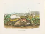 Hudson's Bay Lemming, Bowen, Folio Edition, Large folio hand-colored print, 'Drawn from Nature by J.W. Audubon', 'J.T. Bowen by John James Audubon, Lithograph, offered Oct 2024