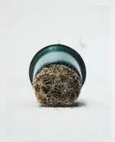 Pot and Roots #1 by Chih-Chien Wang, digital print, sold Sep 2026
