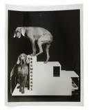 Bauwauhaus by William Wegman, Gelatin silver print. (Possibly unique), offered Jul 2025