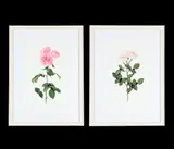Rosa desdemona; rosa pink martini by Rui Jiang, 2018, Watercolour, sold Jul 2026