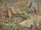 Ptarmigan on the high tops; partridge; wigeon alighting; snipe; teal; capercaillie and woodcock by Archibald Thorburn, all signed 'Archd Thorburn' in pencil (lower margin)  printed in colours, sold Jun 2014