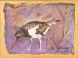 American Oyster Catcher by Paul Furman, Acrylic on Canvas, offered Feb 2024