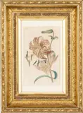 Tiger Lily by Louisa Anne Meredith, 1839, Watercolor, sold Feb 2024