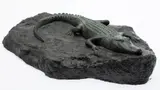 Alligator by Don Webster, Bronze, sold Feb 2024